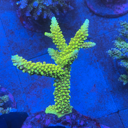 A10-03-M08 SPS Indo Colony WYSIWYG