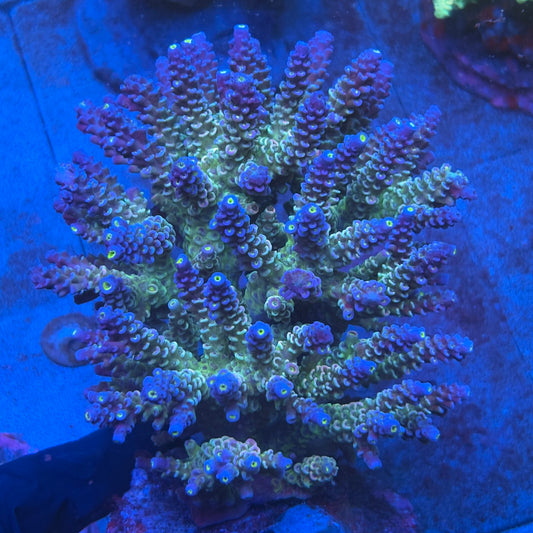 A10-04-M08 SPS Indo Colony WYSIWYG