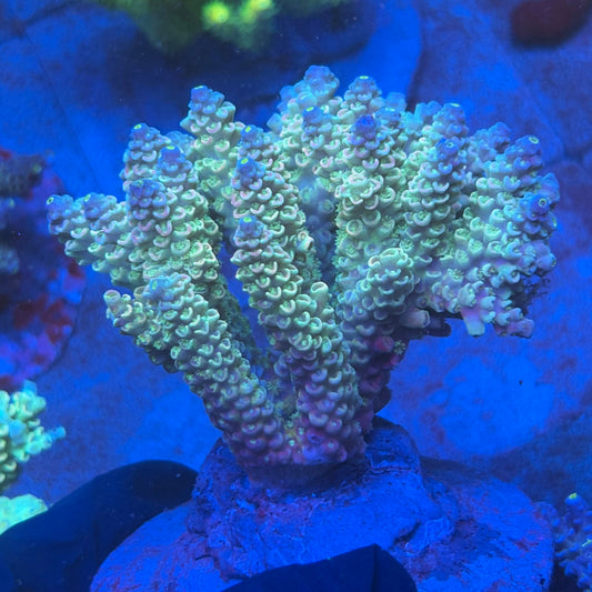 A10-05-M08 SPS Indo Colony WYSIWYG