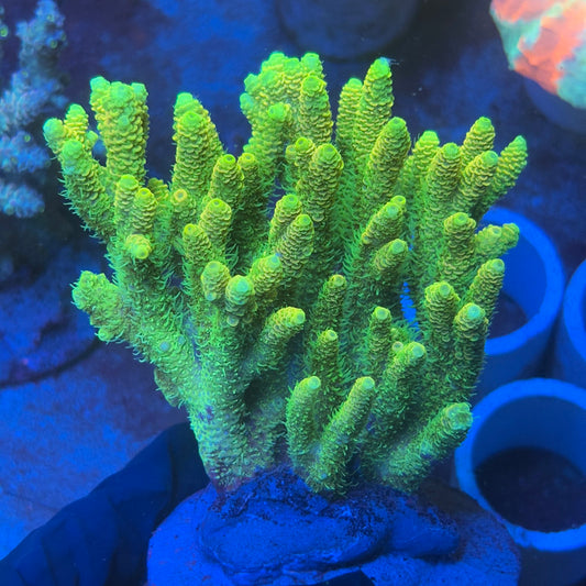 A10-06-M08 SPS Indo Colony WYSIWYG