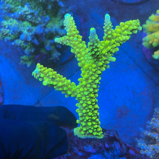 A11-02-M08 SPS Indo Colony WYSIWYG
