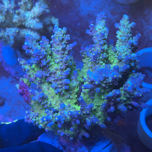 A11-03-M08 SPS Indo Colony WYSIWYG