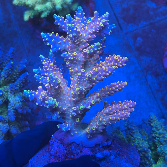 A11-04-M08 SPS Indo Colony WYSIWYG