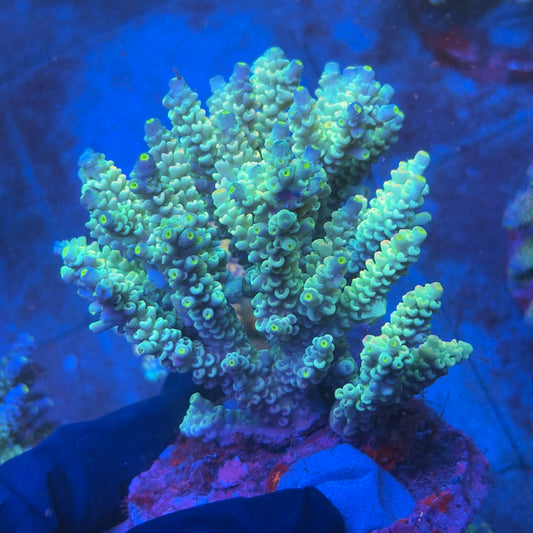 A11-05-M08 SPS Indo Colony WYSIWYG