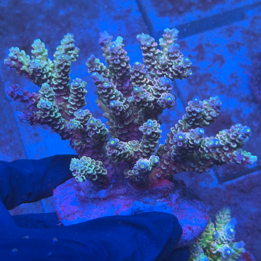 A11-06-M08 SPS Indo Colony WYSIWYG