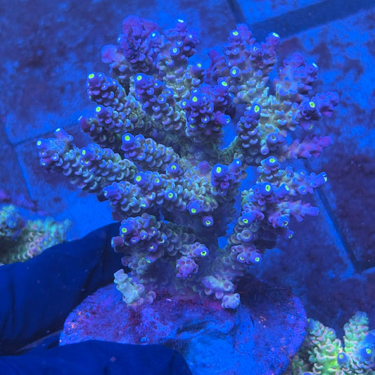 A11-07-M08 SPS Indo Colony WYSIWYG