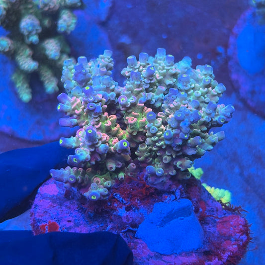 A12-01-M08 SPS Indo Colony WYSIWYG