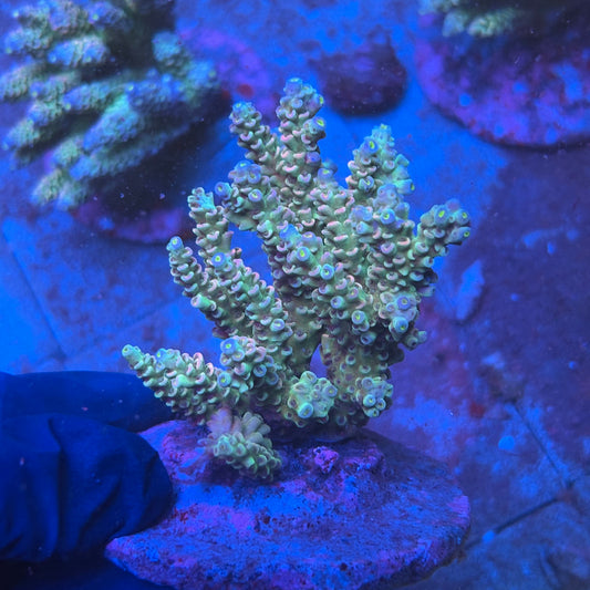 A12-03-M08 SPS Indo Colony WYSIWYG