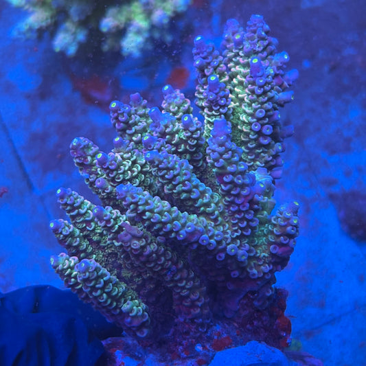 A12-04-M08 || SPS Indo Colony WYSIWYG