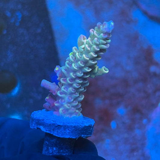 J1-A02-M08 || KFC Galaxy Dust SPS Frag WYSIWYG