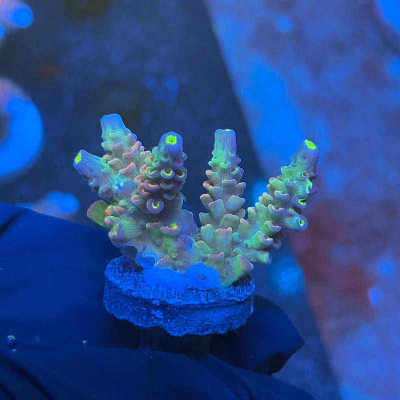 J1-A06-M08 || KFC Galaxy Dust SPS Frag WYSIWYG