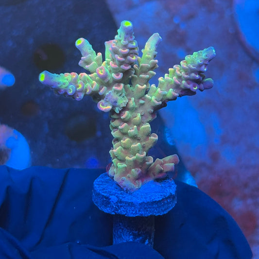 J1-A07-M08 || KFC Galaxy Dust SPS Frag WYSIWYG