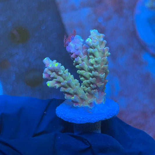 J1-B01-M08 || KFC Galaxy Dust SPS Frag WYSIWYG