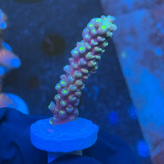 J1-B05-M08 || KFC Galaxy Dust SPS Frag WYSIWYG