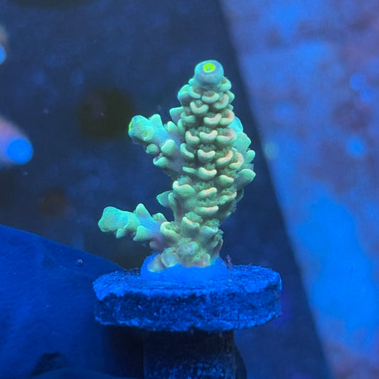 J1-C05-M08 || KFC Galaxy Dust SPS Frag WYSIWYG