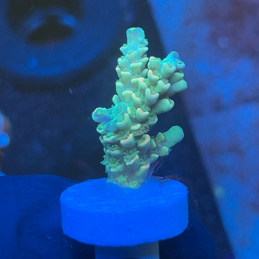 J1-C07-M08 || KFC Plasma Pulse SPS Frag WYSIWYG