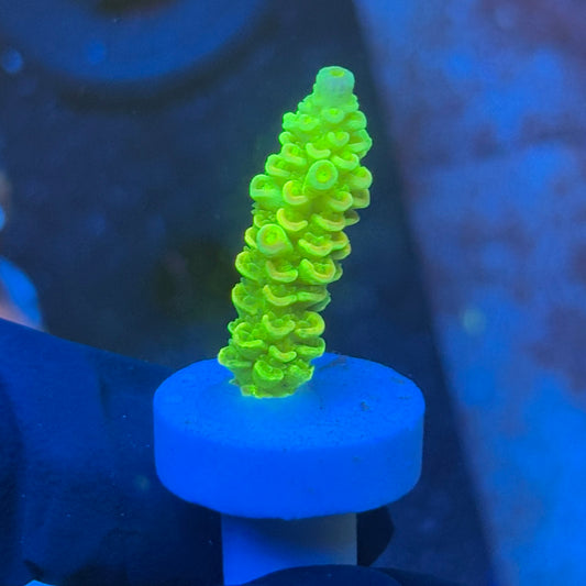 J1-D01-M08 || KFC Plasma Pulse SPS Frag WYSIWYG