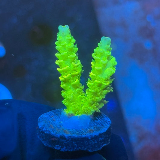 J1-D02-M08 || KFC Plasma Pulse SPS Frag WYSIWYG