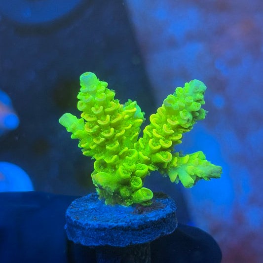 J1-D03-M08 || KFC Plasma Pulse SPS Frag WYSIWYG