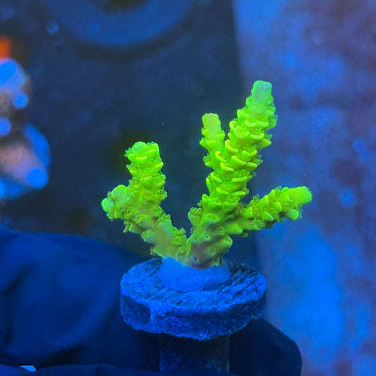 J1-D05-M08 || KFC Plasma Pulse SPS Frag WYSIWYG