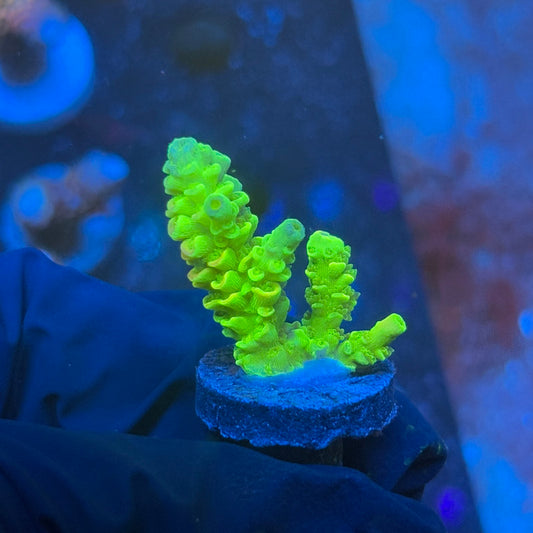 J1-D06-M08 || KFC Plasma Pulse SPS Frag WYSIWYG