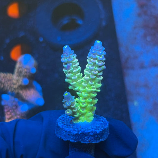 J1-G01-M08 || KFC Bayou Breeze SPS Frag WYSIWYG