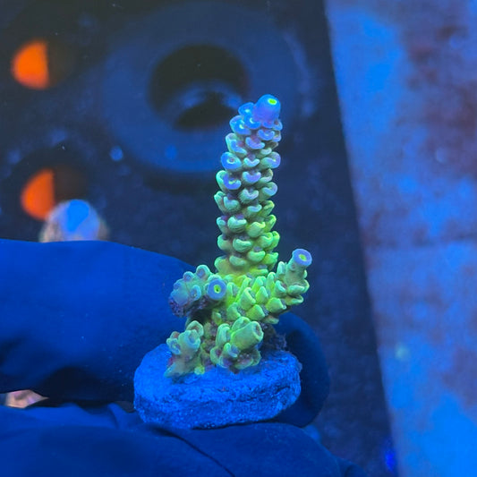 J1-G02-M08 || KFC Bayou Breeze SPS Frag WYSIWYG