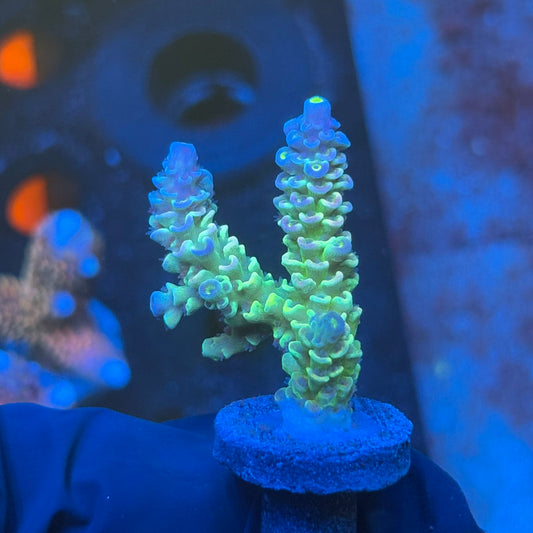 J1-G03-M08 || KFC Bayou Breeze SPS Frag WYSIWYG