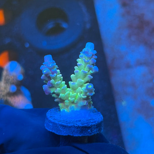 J1-G04-M08 || KFC Bayou Breeze SPS Frag WYSIWYG