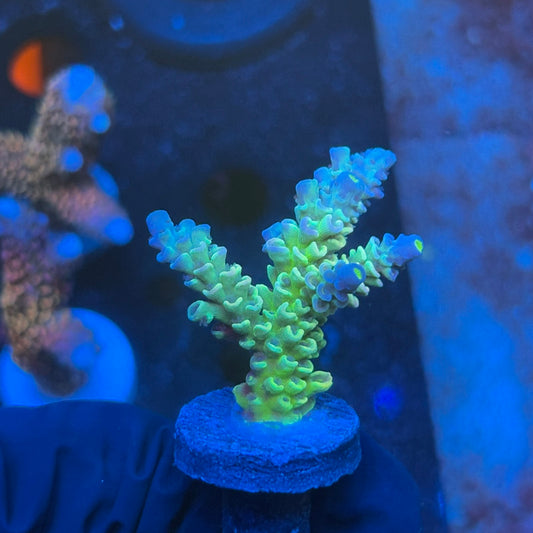 J1-G05-M08 || KFC Bayou Breeze SPS Frag WYSIWYG