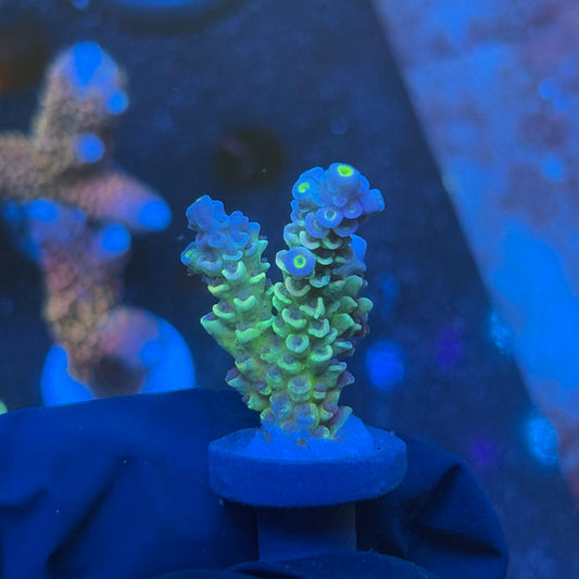 J1-G06-M08 || KFC Bayou Breeze SPS Frag WYSIWYG