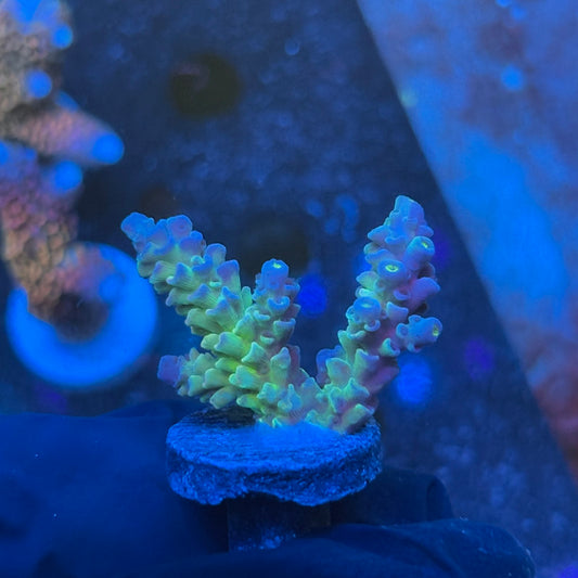 J1-G07-M08 || KFC Bayou Breeze SPS Frag WYSIWYG