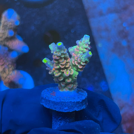 J1-H01-M08 || KFC Galaxy Dust SPS Frag WYSIWYG