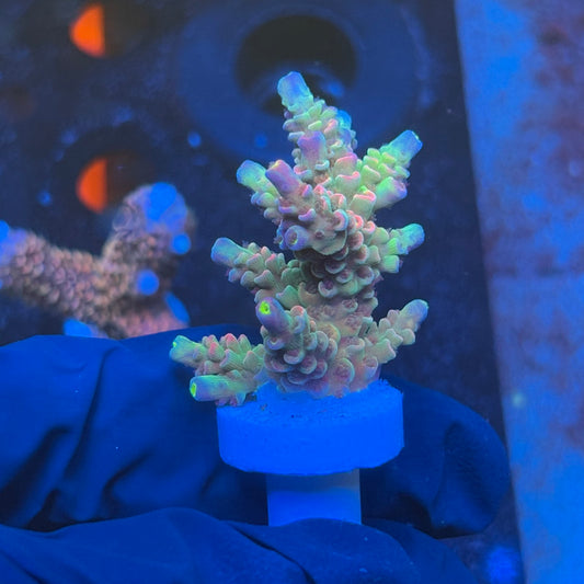 J1-H05-M08 || KFC Galaxy Dust SPS Frag WYSIWYG