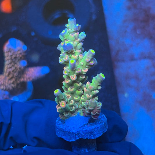 J1-H06-M08 || KFC Galaxy Dust SPS Frag WYSIWYG