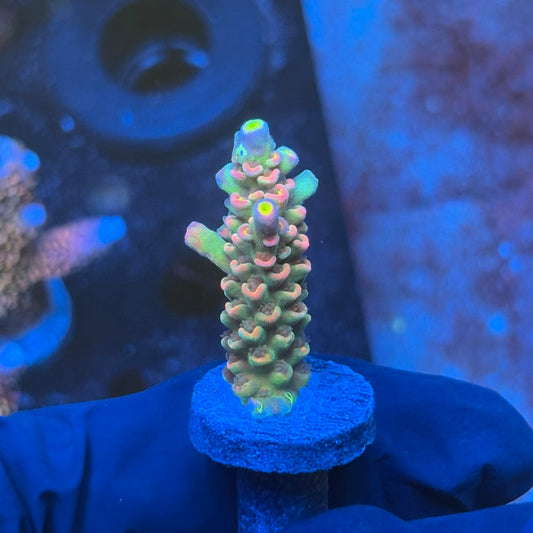 J1-H07-M08 || KFC Galaxy Dust SPS Frag WYSIWYG