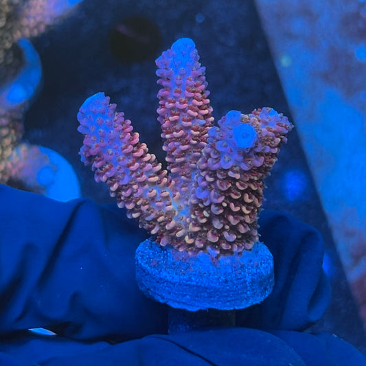 J1-I03-M08 || KFC Crimson Ember SPS Frag WYSIWYG