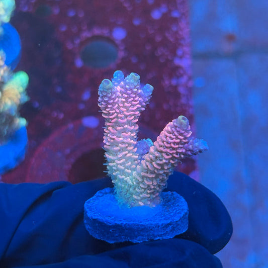 T1-A01-M08 || KFC Royal Pastel Milli SPS Frag WYSIWYG