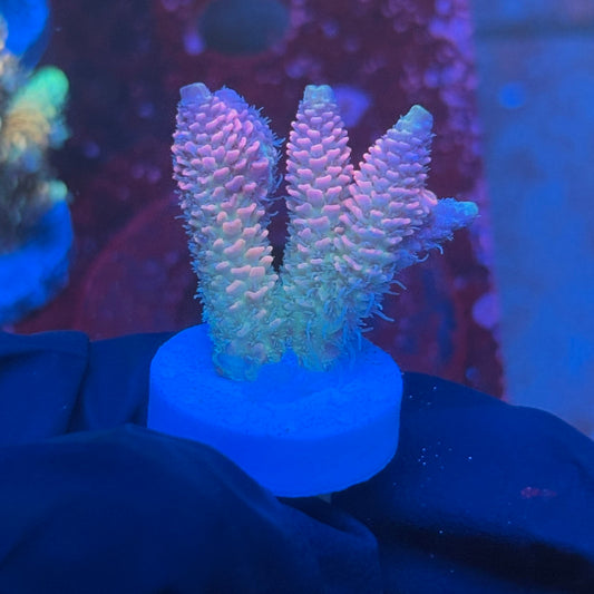 T1-A04-M08 || KFC Royal Pastel Milli SPS Frag WYSIWYG