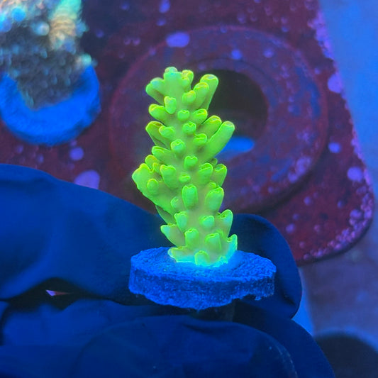 T1-C02-M08 || KFC Rainbow Loom SPS Frag WYSIWYG