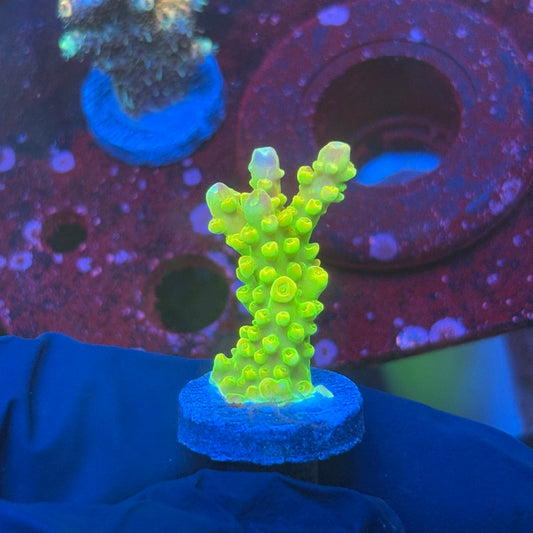 T1-C03-M08 || KFC Rainbow Loom SPS Frag WYSIWYG