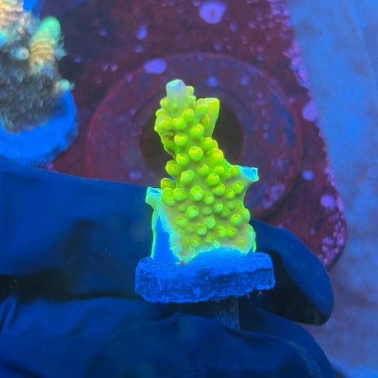 T1-C04-M08 || KFC Rainbow Loom SPS Frag WYSIWYG
