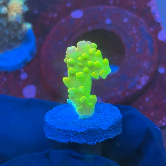 T1-C05-M08 || KFC Rainbow Loom SPS Frag WYSIWYG