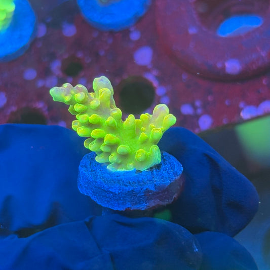 T1-C06-M08 || KFC Rainbow Loom SPS Frag WYSIWYG