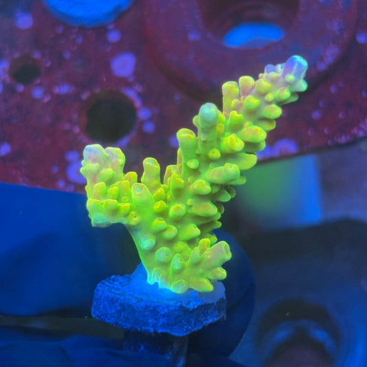 T1-C07-M08 || KFC Rainbow Loom SPS Frag WYSIWYG