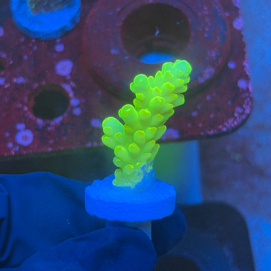 T1-D01-M08 || KFC Jade Dragon SPS Frag WYSIWYG