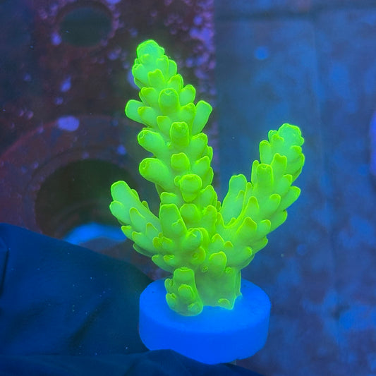 T1-D02-M08 || KFC Jade Dragon SPS Frag WYSIWYG