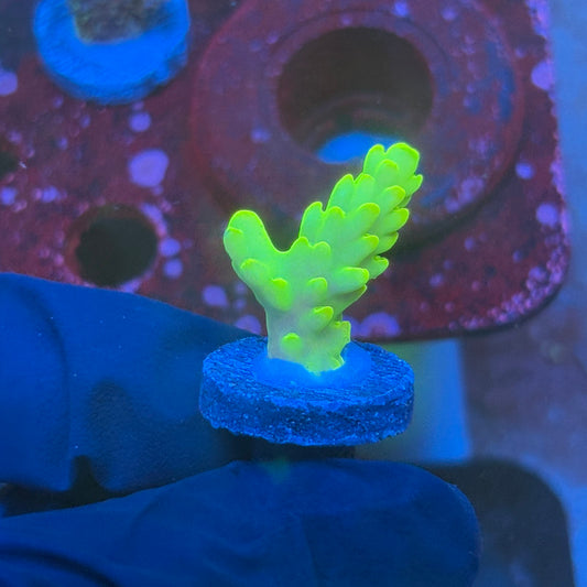 T1-D03-M08 || KFC Jade Dragon SPS Frag WYSIWYG