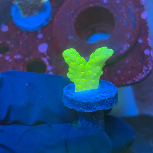 T1-D04-M08 || KFC Jade Dragon SPS Frag WYSIWYG