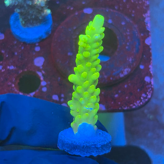 T1-D05-M08 || KFC Jade Dragon SPS Frag WYSIWYG